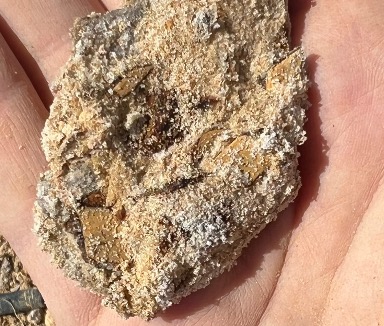 many fossils in a clump of sand sitting in the palm of a hand