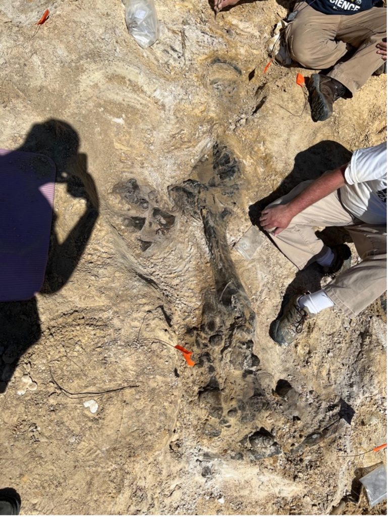 gomphothere leg partially uncovered in rock