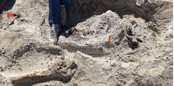 rhino jaw with the teeth visible partially uncovered in white sand.