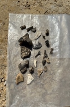 Various other pieces of turtle shell and bone fragments spread out on a piece of plastic