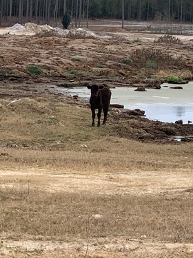 cow standing next to a pond