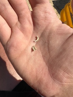 two small fossils in the palm of a hand