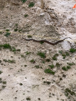 snake on rocky ground