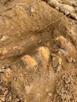 partially uncovered fossils in reddish clay and sand