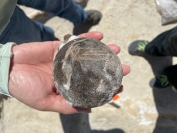 fossil in round rock