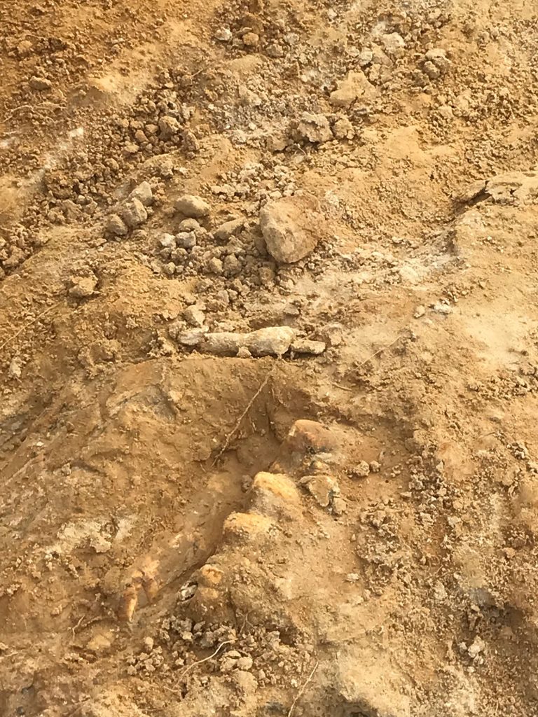 hard red clay with partially uncovered turtle shell fossil