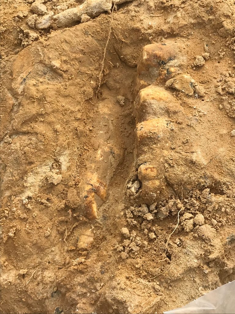 hard red clay with partially uncovered turtle shell fossil