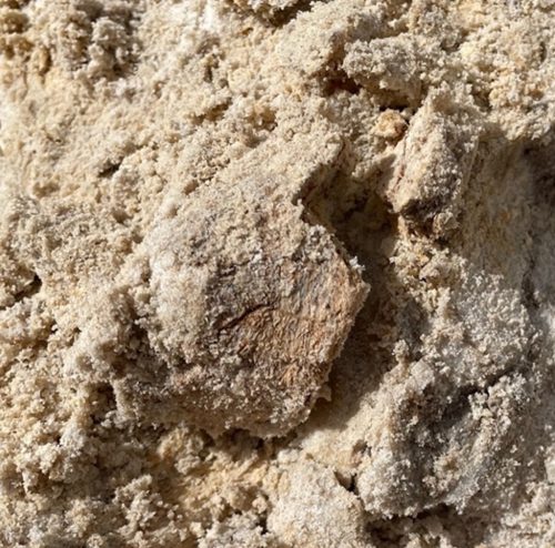 partially uncovered fossil in sand 