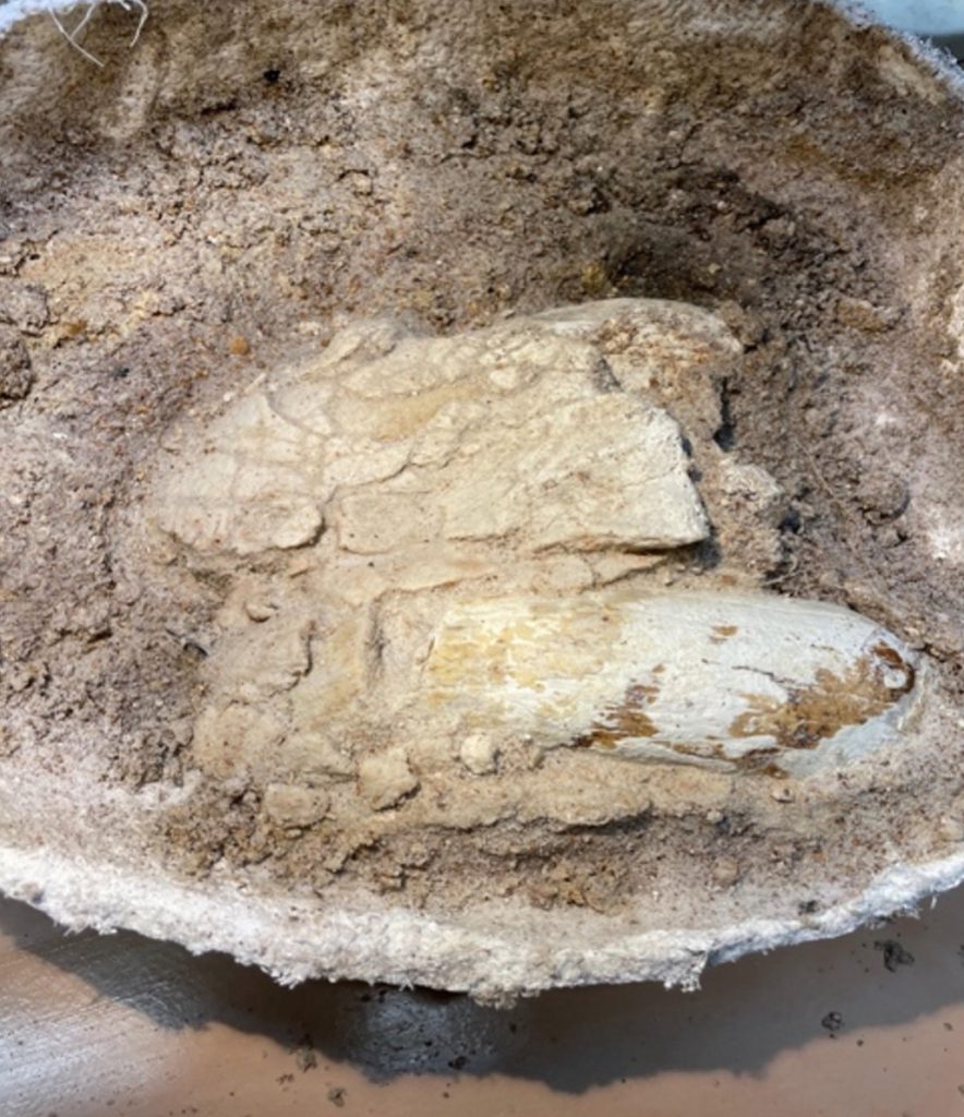 fossil in plaster jacket, more of the fossil can be seen