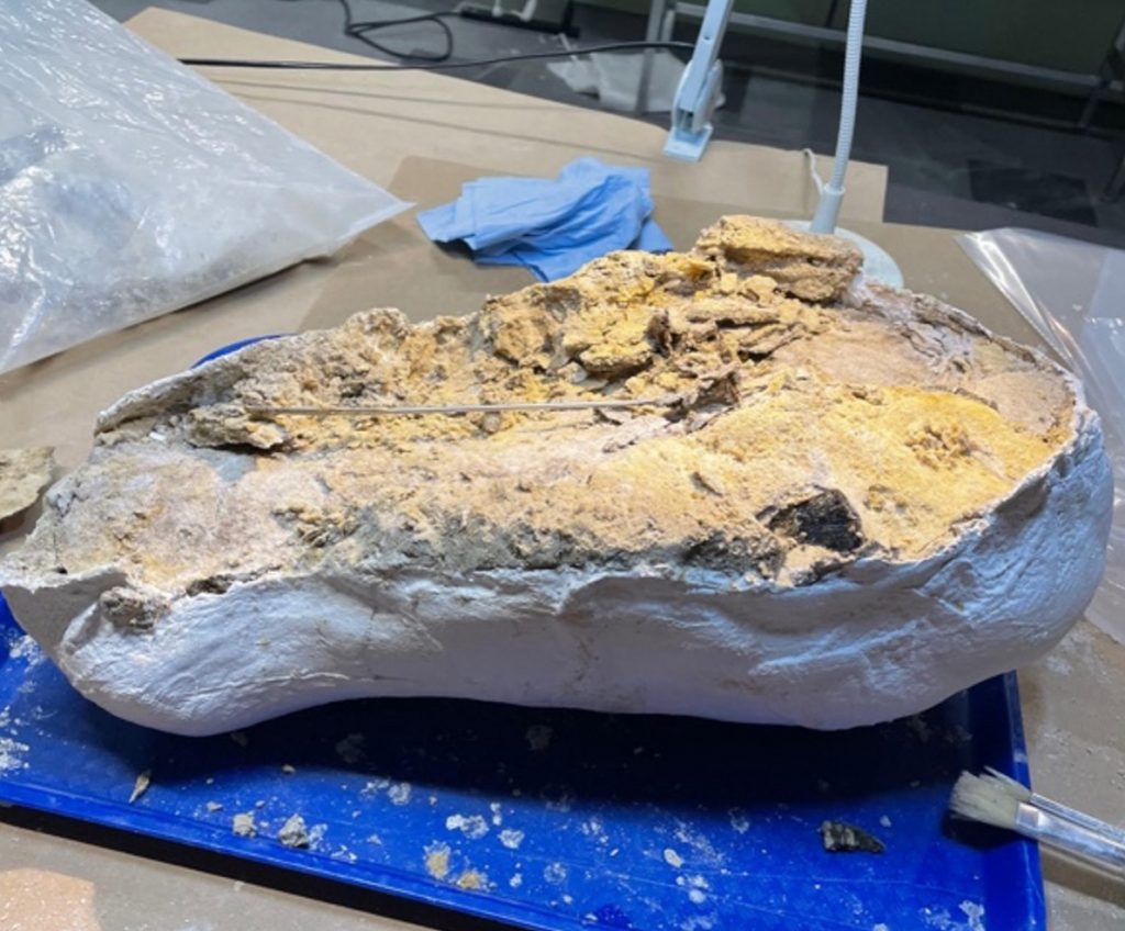 jacketed fossil on the museum workstation