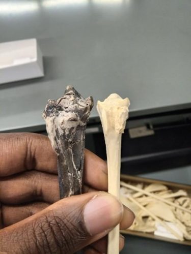 Collections manager Aaron Woodruff comparing the Montbrook tarsometatarsus to that of an extant stork in the Florida Museum Ornithology skeletal collection