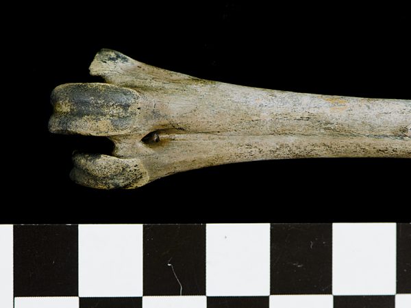 distal end of stork tarsometatarsus fossil