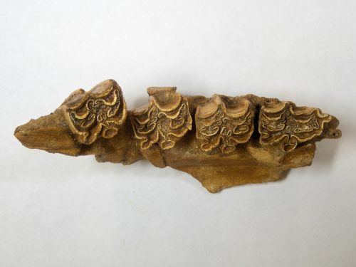 Right partial maxilla of Nannippus aztecus, occlusal view.