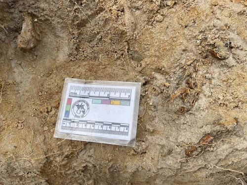 Orange horse teeth in yellowy gray sand.