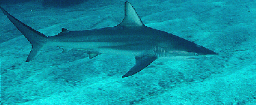 Shark side view