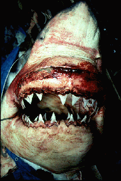 Shark's jaws