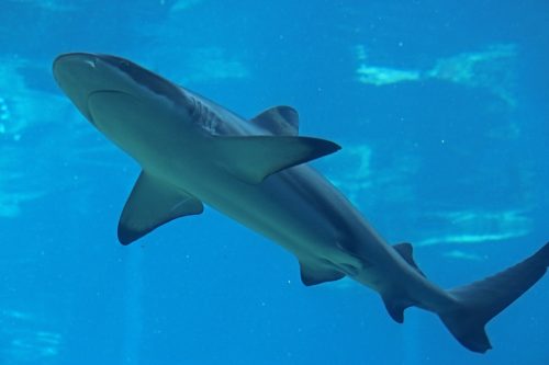 blacktip reef shark