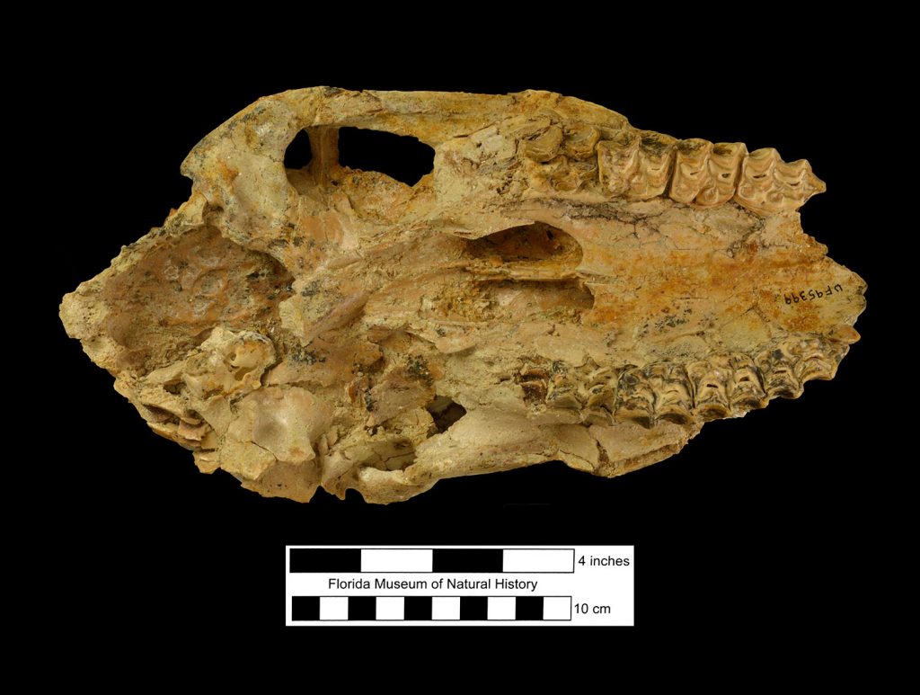 Partial juvenile skull of Dinohippus spectans