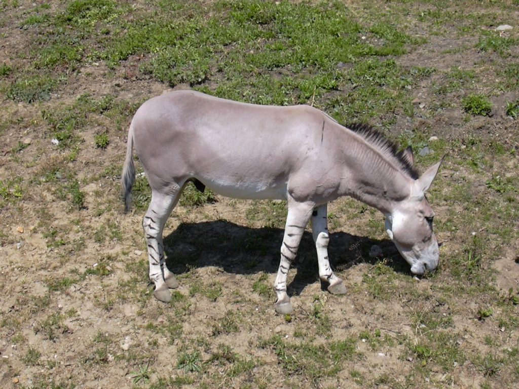 Equus africanus