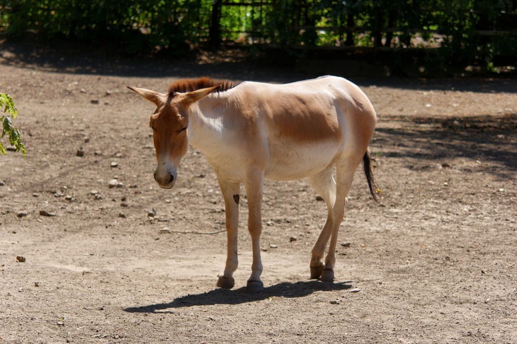 Equus hemionus