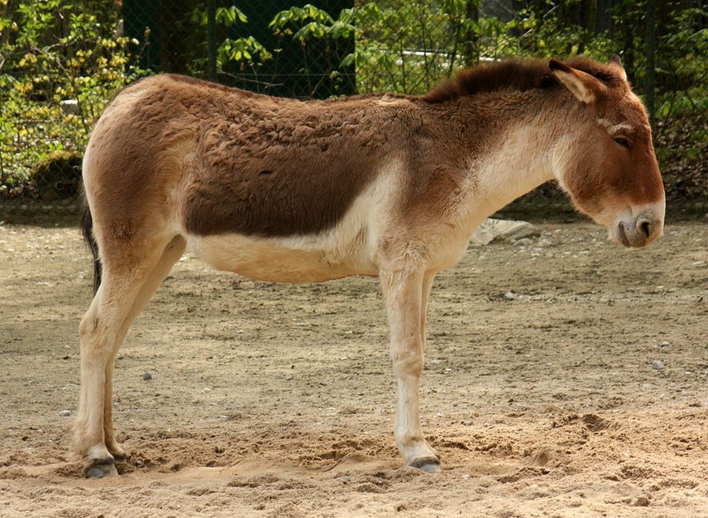 Equus kiang