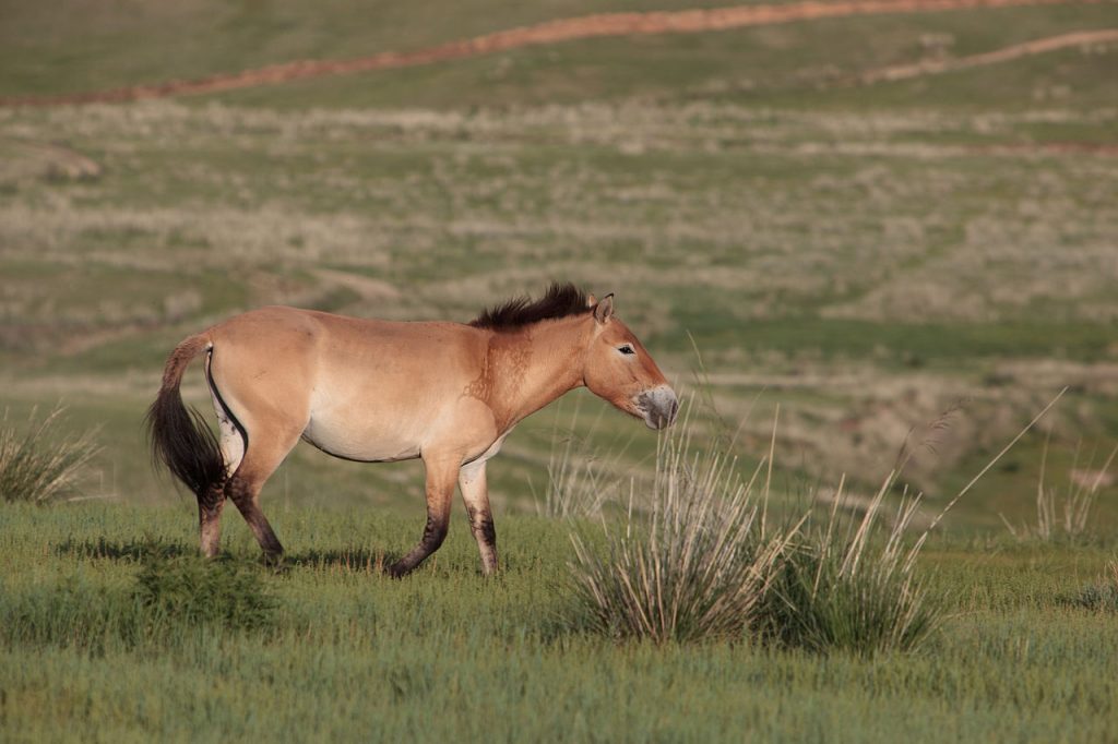 Equus przewalskii