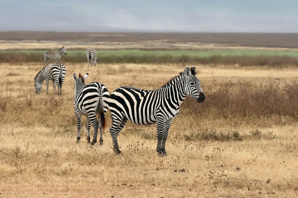 Equus quagga