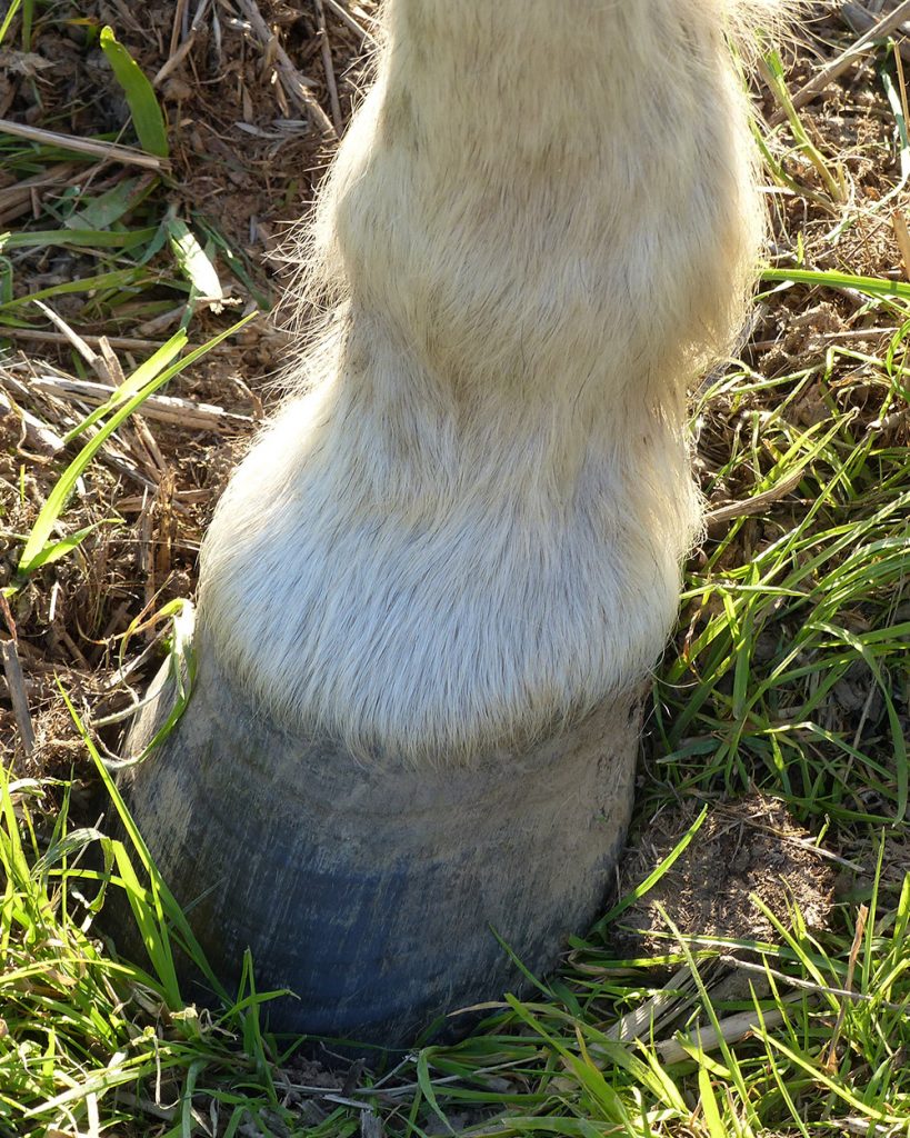 A horse hoof. By Tsaag Valren (Own work) [CC BY-SA 4.0 (https://creativecommons.org/licenses/by-sa/4.0)], via Wikimedia Commons