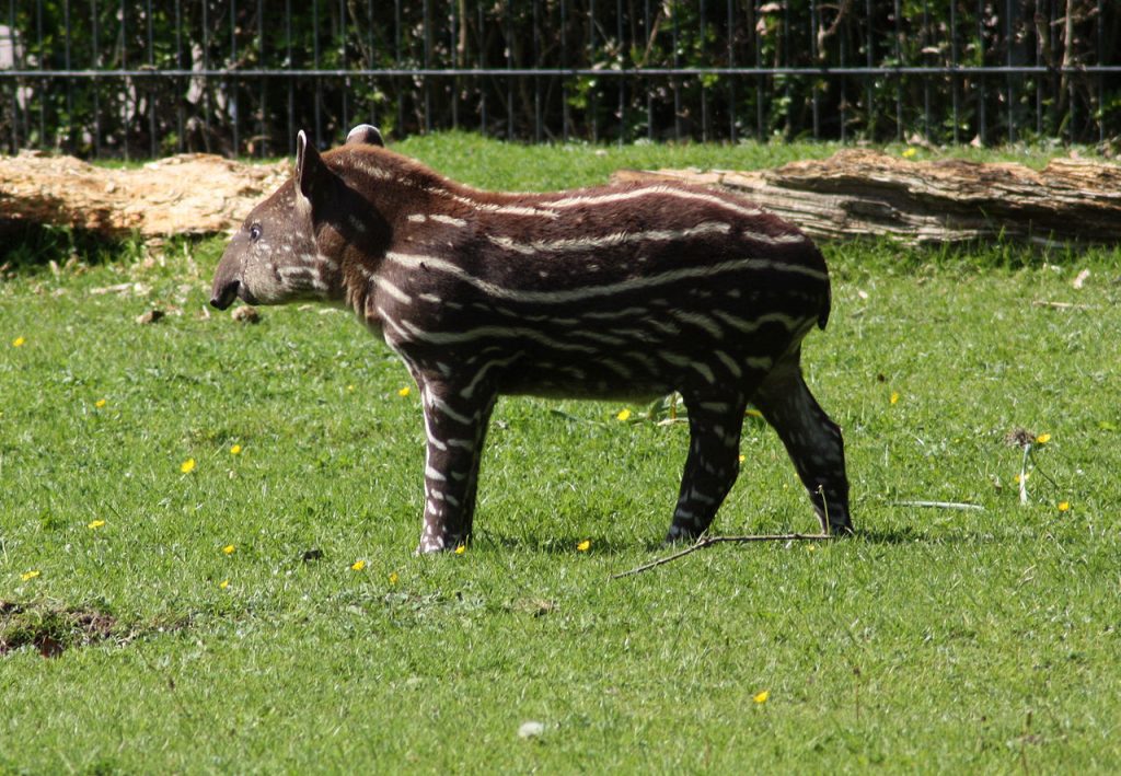 Little black tapir. By Gunnar Hendrich (Own work) [CC BY-SA 3.0 (https://creativecommons.org/licenses/by-sa/3.0)], via Wikimedia Commons