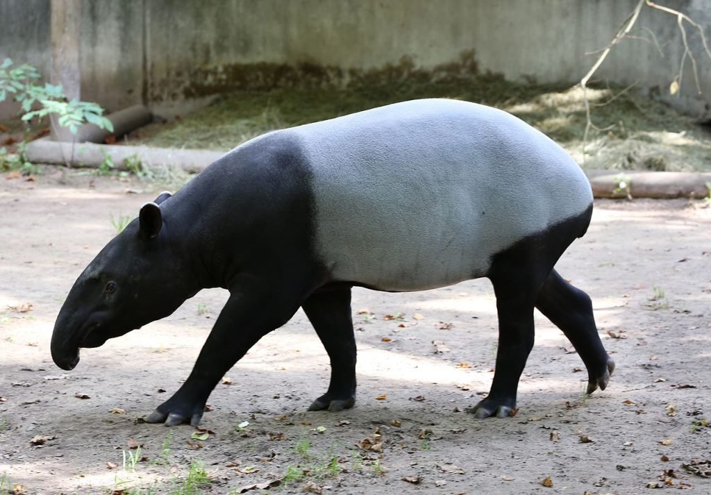 Malayan tapir. By Rufus46 (Own work) [CC BY-SA 3.0 (https://creativecommons.org/licenses/by-sa/3.0)], via Wikimedia Commons