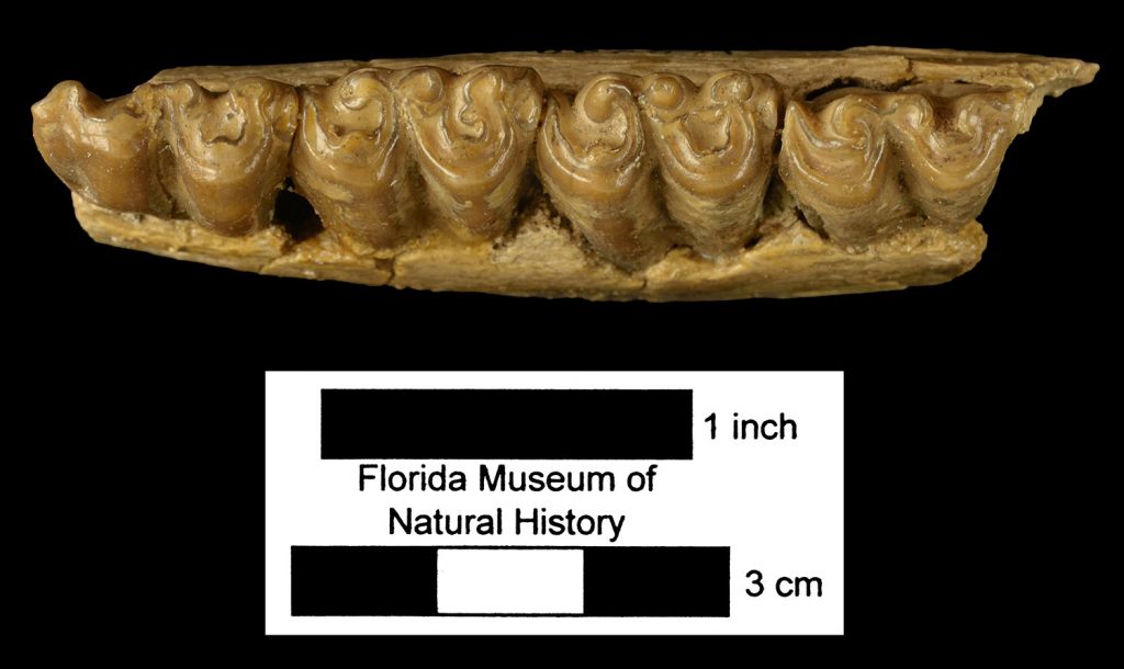 Merychippus. Left mandible.