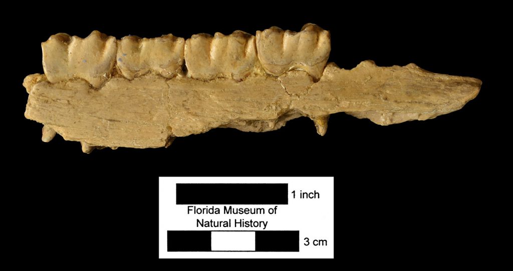 Merychippus. Left partial mandible.
