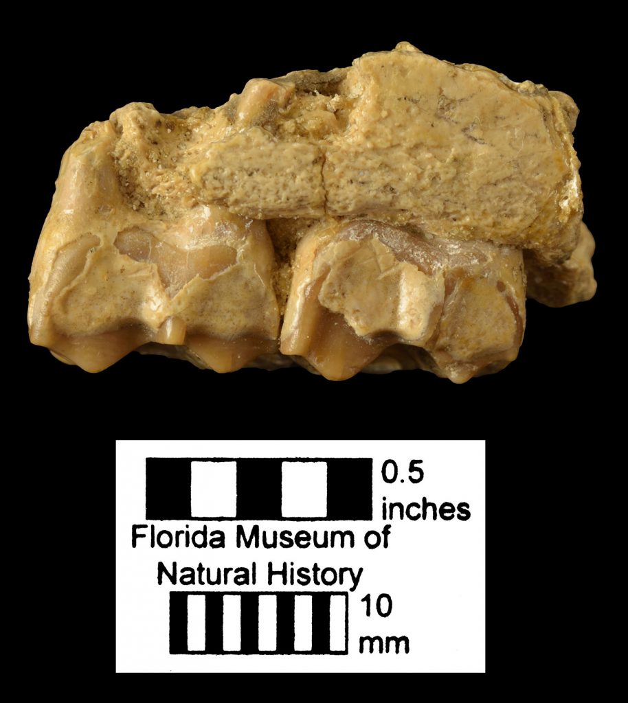 Merychippus. Left partial maxilla.