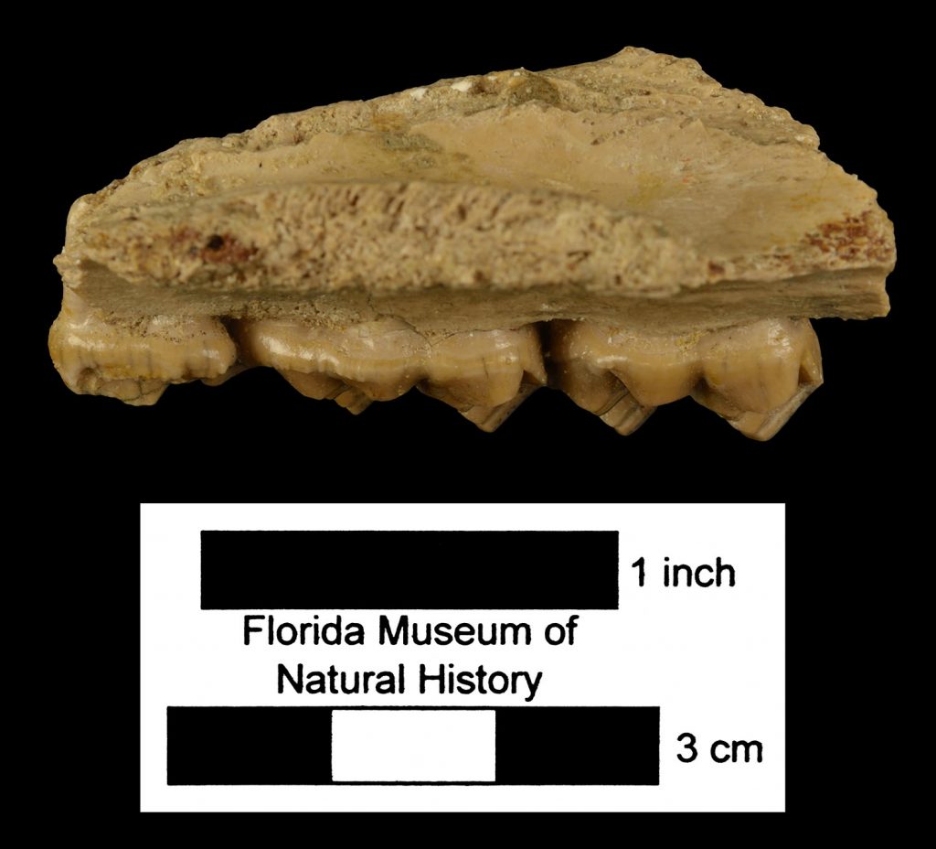 Merychippus. Right partial maxilla.