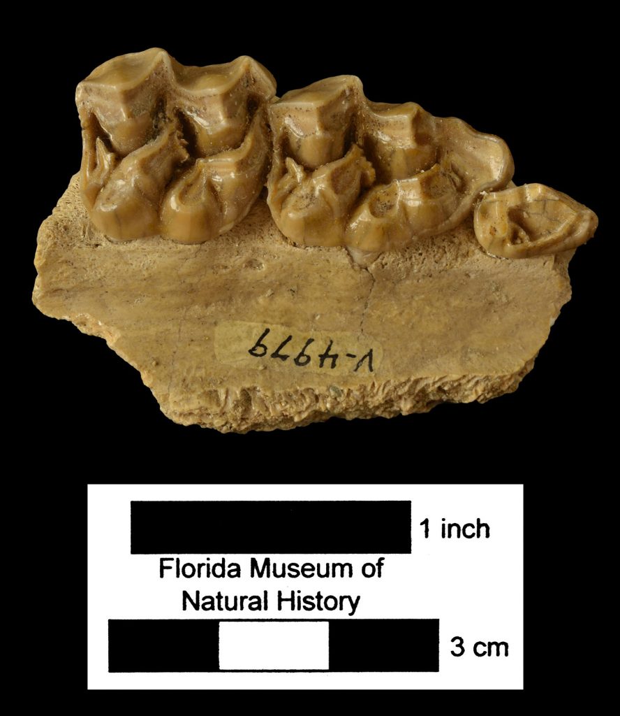 Merychippus. Right partial maxilla with dP1-dP3, occlusal view.