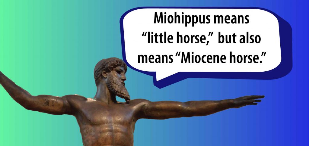 Miohippus means "Little Horse" and "Miocene Horse"