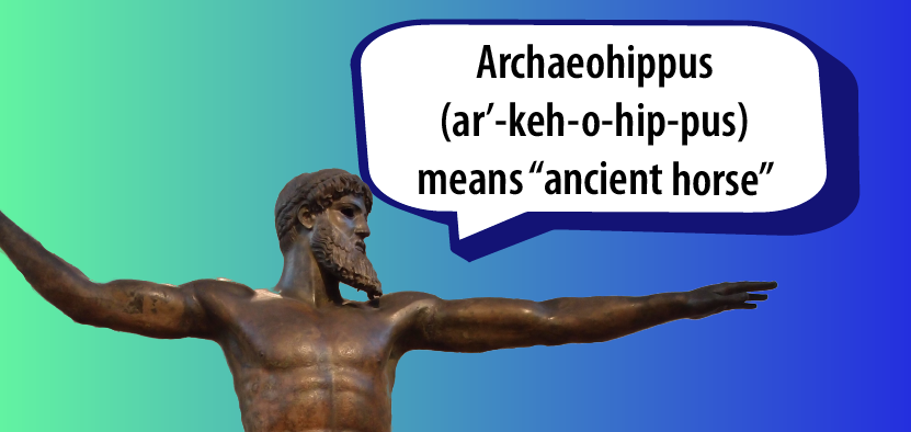 Archaeohippus (ar’-keh-o-hip-pus) means “ancient horse”