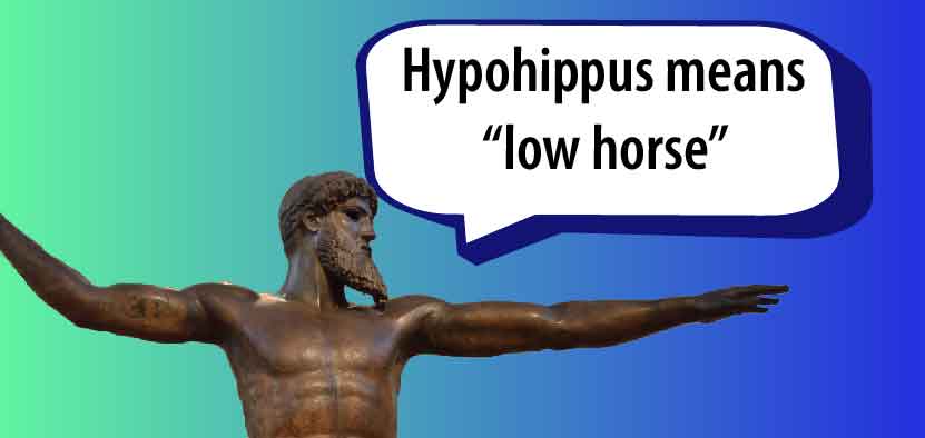 Hypohippus means "low horse"