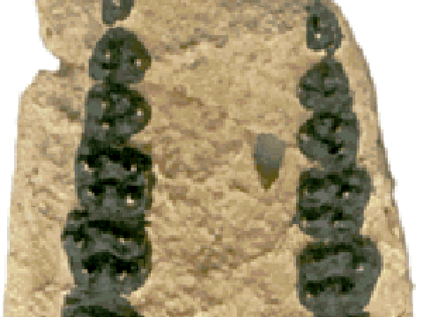 Hyracotherium's primitive teeth