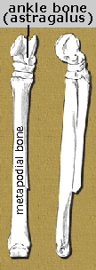 kalobatippus leg