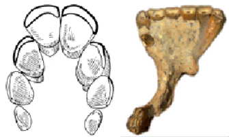 Megahippus teeth and Calippus muzzle