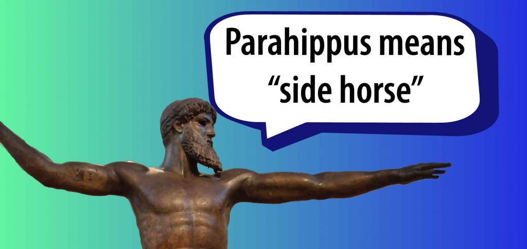 Parahippus means "side horse"