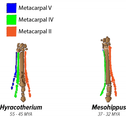 Hyrocotherum vs. Mesohippus