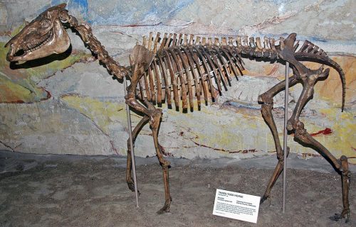 Neohipparion skeleton display