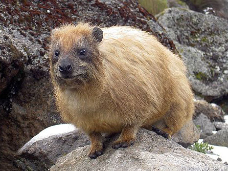 hyrax on a rock