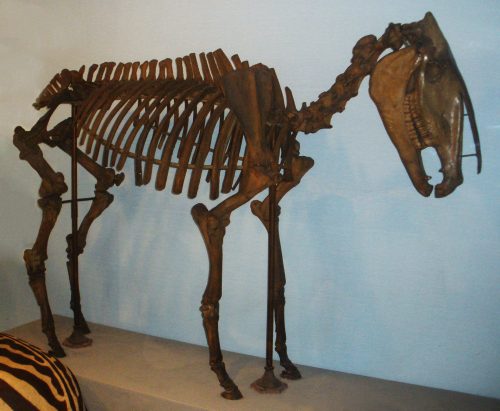 Hippidion skeleton