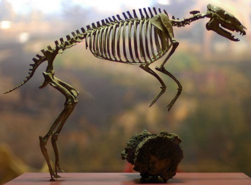 Hyracotherium Vasacciensis skeleton