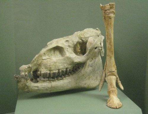 Megahippus skull and foreleg