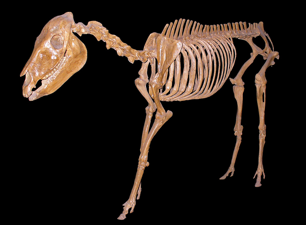 Merychippus skeleton