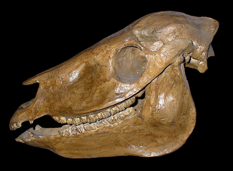 Merychippus skull